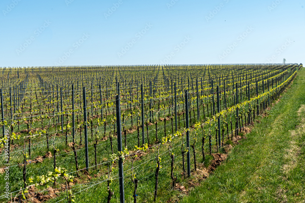 Vineyards in Rheinhessen in spring