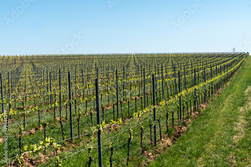 Vineyards in Rheinhessen in spring photo