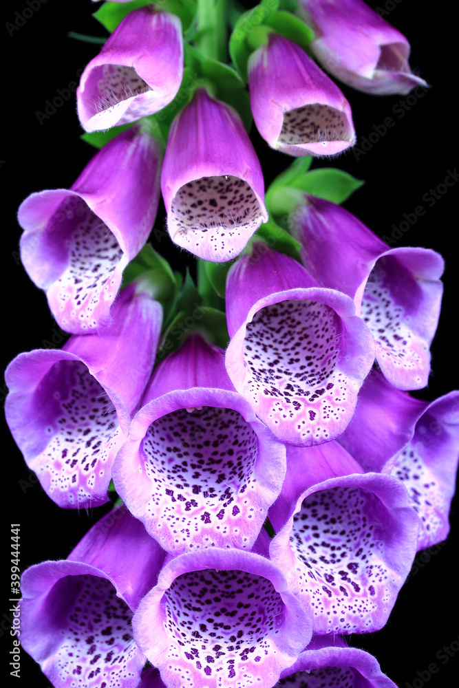 Flower Flower