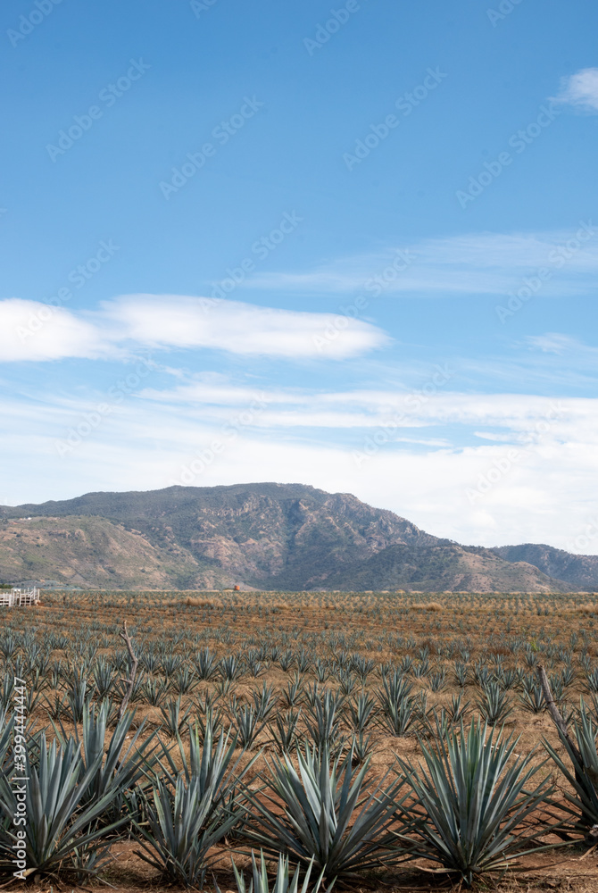 Obraz premium Paisaje de campo de agave en jalisco