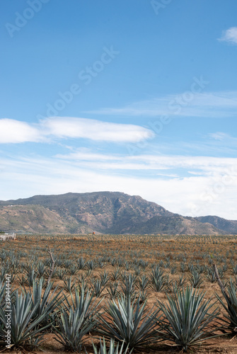 Paisaje de campo de agave en jalisco © Daniel B4nda