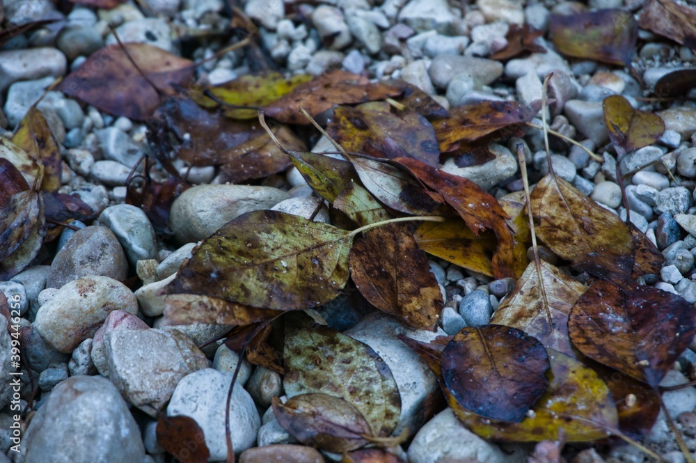 Vestigios de otoño, hojas caidas. Vestigios de otoño, hojas caidas.