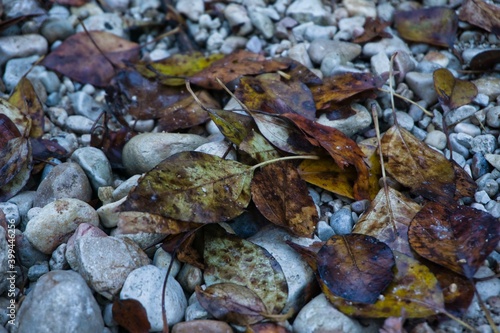 Vestigios de otoño, hojas caidas.