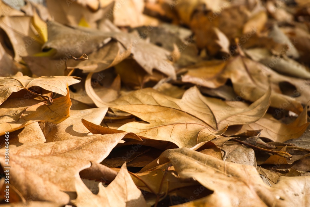 Vestigios de otoño, hojas caidas. Vestigios de otoño, hojas caidas.