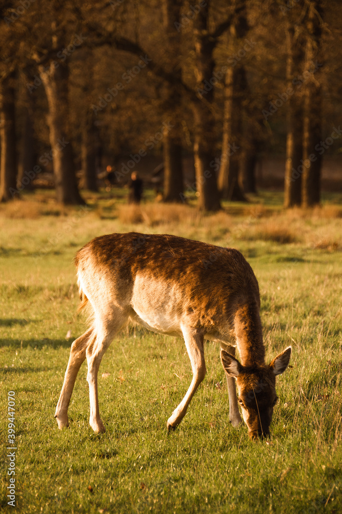 deer in the woods deer in the woods