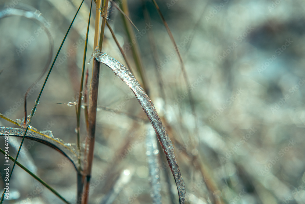 Close-up of wild grass covered with ice after freezing rain Close-up of wild grass covered with ice after freezing rain