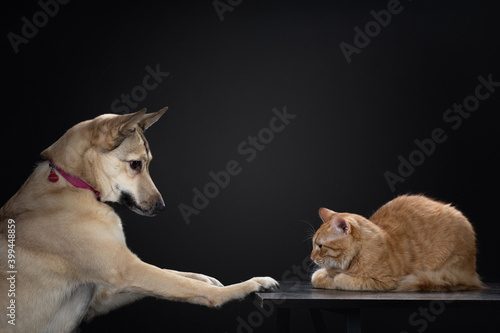 dog and cat together on black background. Pet in studio