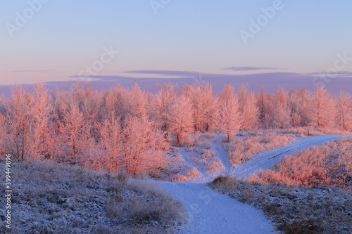 Scenic view of frosted trees on a cold Winter morning