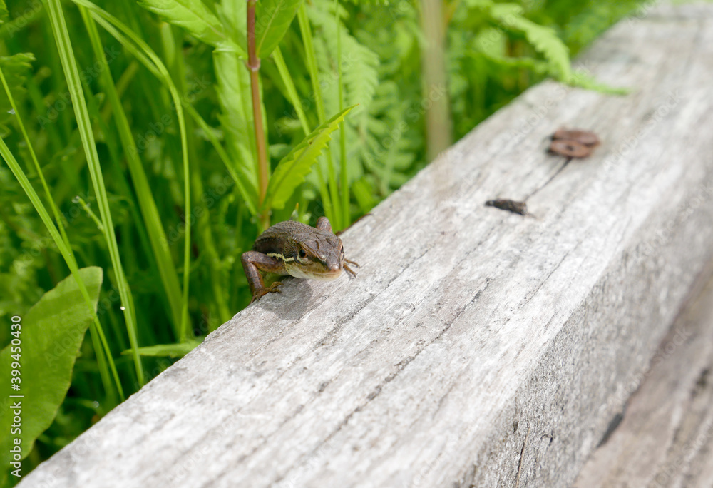 Naklejka premium たきがしら湿原の遊歩道から顔を出すニホンカナヘビ