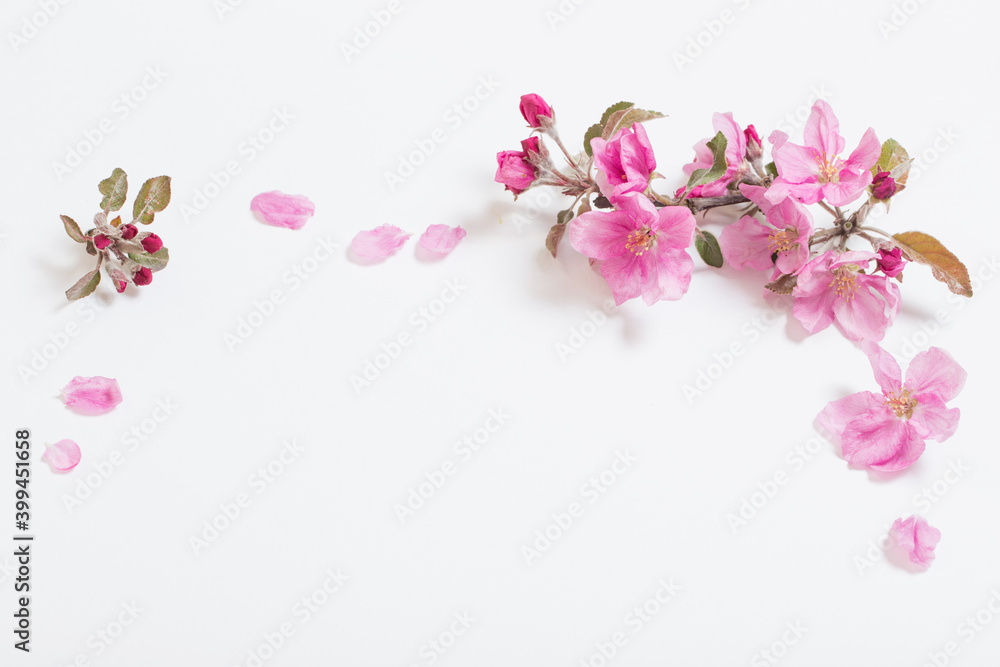 pink  apple flowers on white background