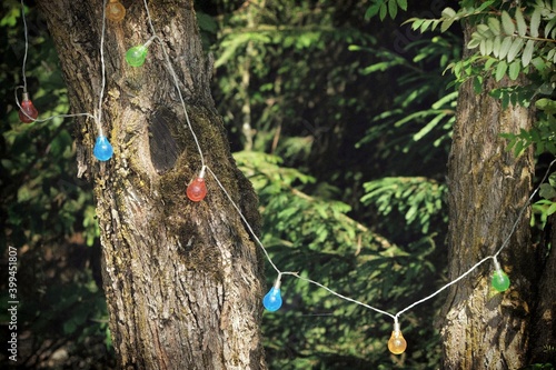 Wallpaper Mural Bunte Lichterkette an einem Baum am Waldrand Torontodigital.ca