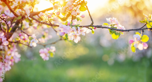 pink and white apple flowers in sunlight outdoor