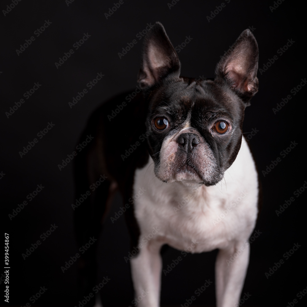 Boston Terrier Portrait