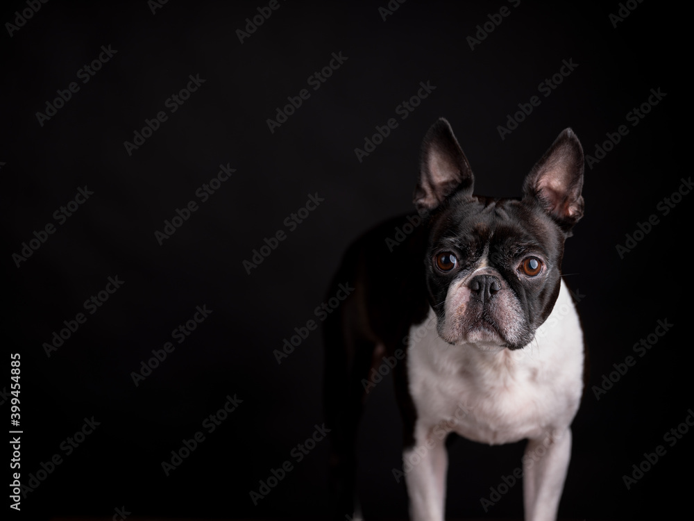 Boston Terrier Portrait