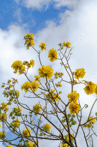 yellow Acacia. flowers against blue sky © ttrimmer