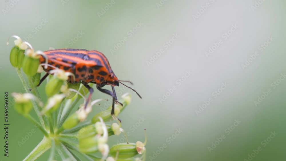 The red and black stripe beetle on top of the flower in the garden in Estonia The red and black stripe beetle on top of the flower in the garden in Estonia