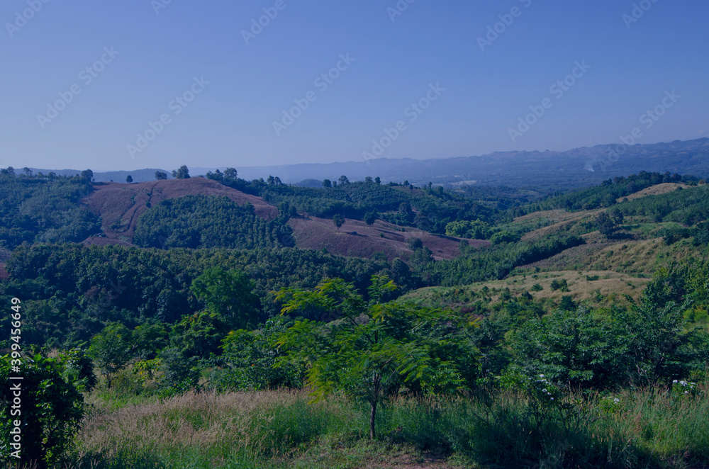 Beautiful forests on the mountains with blue sky in the summer