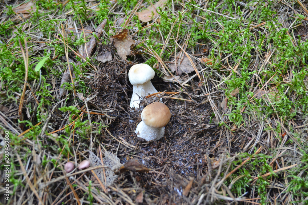 Wild Porcini Mushroom Wild Porcini Mushroom