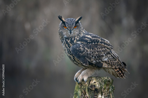 Beautiful Eurasian Eagle owl (Bubo bubo) on a tree trunk. Noord Brabant in the Netherlands. Copy space.