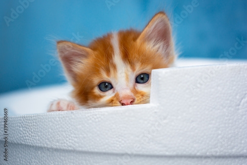 portrait of little orange kitten hide behind white sterofoam board photo