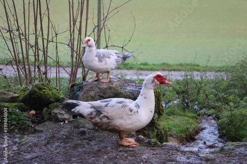 Canards à la ferme  photo