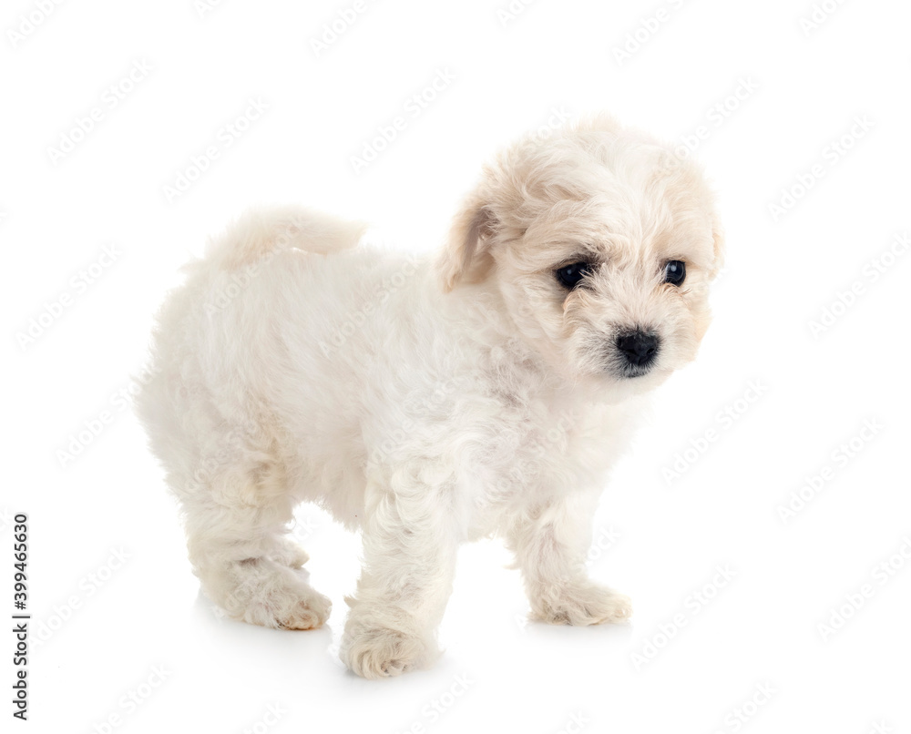 Bichon Frise in studio Bichon Frise in studio
