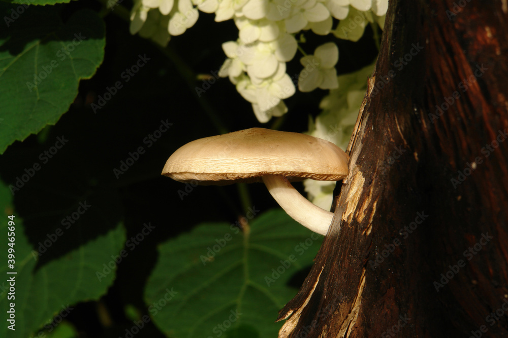 Deer shield mushroom (Pluteus cervinus, also known as Pluteus atricapillus) growing on a rotten stump in the garden, close-up, side view, copy space for text Deer shield mushroom (Pluteus cervinus, also known as Pluteus atricapillus) growing on a rotten stump in the garden, close-up, side view, copy space for text