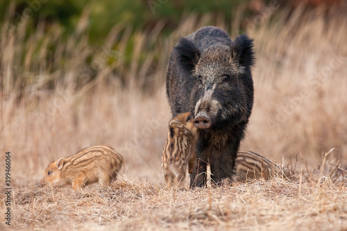 Obraz na płótnie Family wild boar, sus scrofa, standing on meadow in autumn nature. Little stripped pig jumping to the mum on dry grass. Group of swines playing on field. w salonie