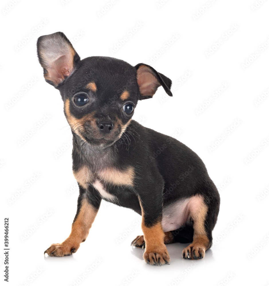 chihuahua in studio chihuahua in studio