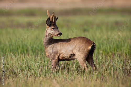 Male roe deer, capreolus capreolus, with winter coating and growing antlers looking back on sunlit meadow. Roebuck with blurred green background in nature. Wild animal standing in warm light.