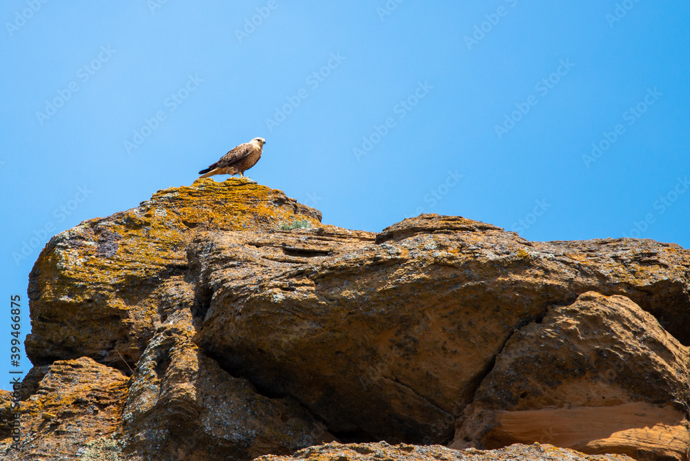 Barrow eagle or Long-legged Buzzard or Buteo rufinus Barrow eagle or Long-legged Buzzard or Buteo rufinus