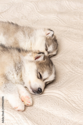 small husky puppies. with a black nose and blue eyes. they sleep sweetly on a light textured bedspread. copyspace © Magneya Photography