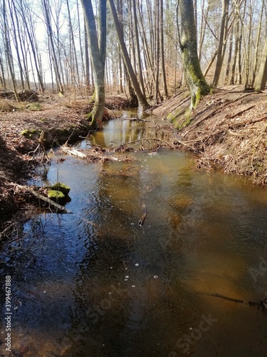 river in the woods