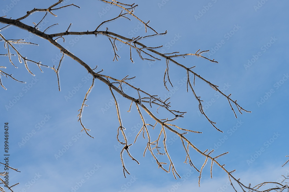 Beautiful blurry background with bokeh and ice branch Beautiful blurry background with bokeh and ice branch