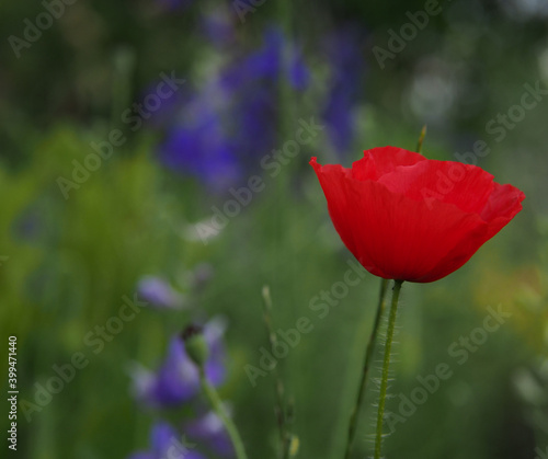 Red blooming poppies in the green grass on a summer day in the garden.