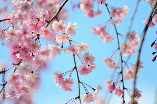 青空の下に咲く枝垂桜です