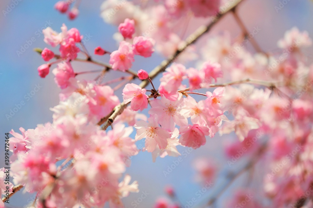 青空の下に咲く枝垂桜です 青空の下に咲く枝垂桜です