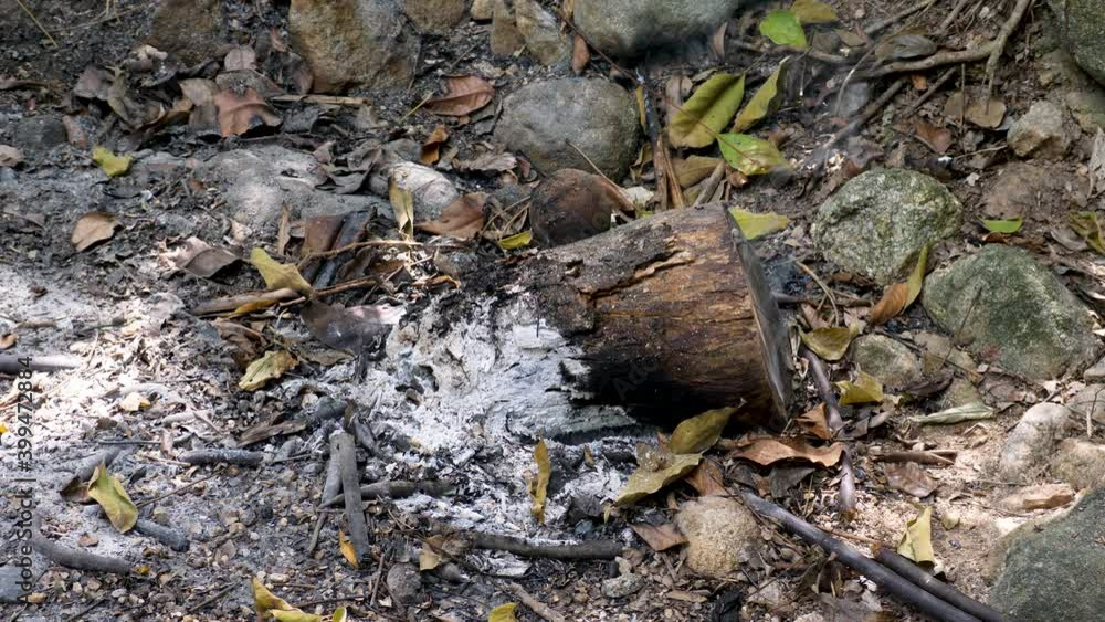 burned forest fire. Smoldering trees and ash with lot of smoke