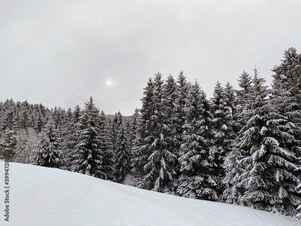 Naklejka premium snow covered trees