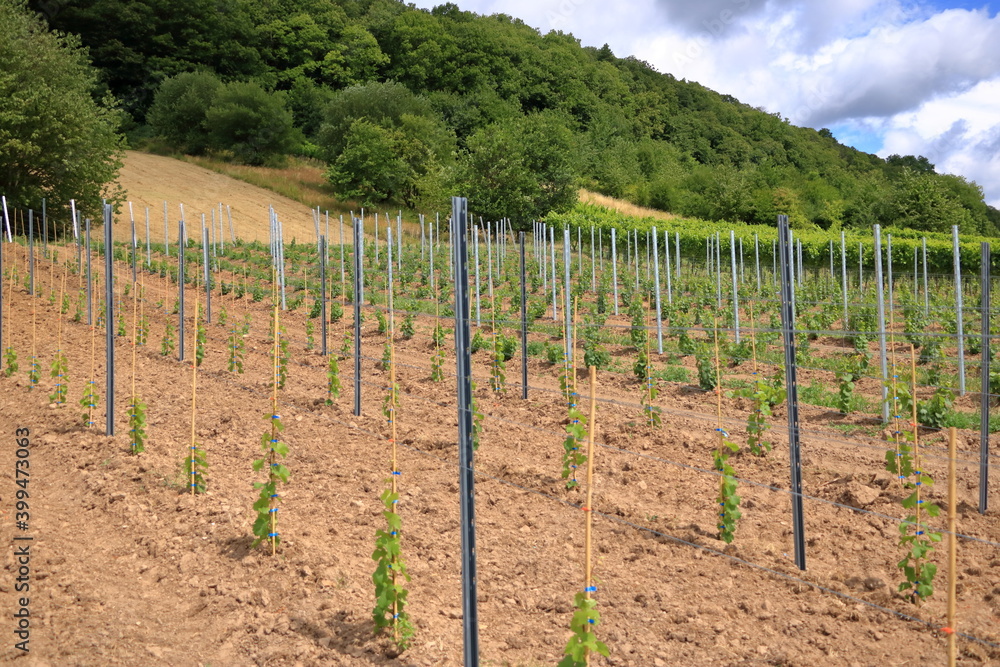 Young plantation of a well-groomed vineyard at the beginning of flowering. Rows of young vineyards on a spring day Young plantation of a well-groomed vineyard at the beginning of flowering. Rows of young vineyards on a spring day