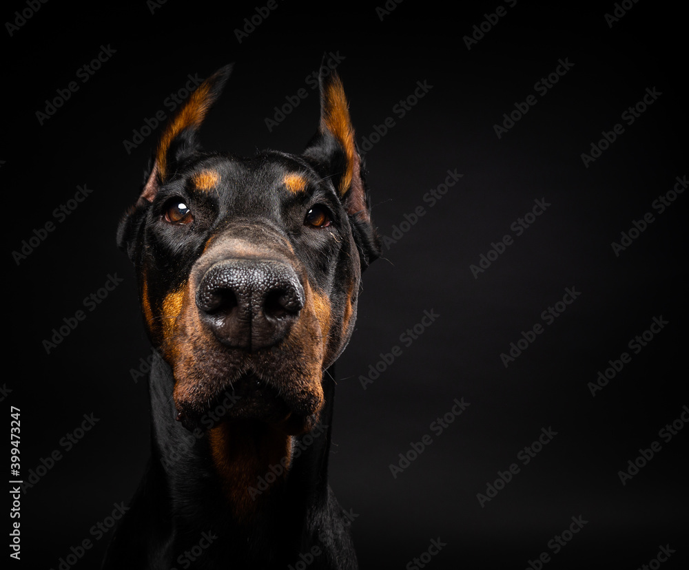 Portrait of a Doberman dog on an isolated black background. Portrait of a Doberman dog on an isolated black background.