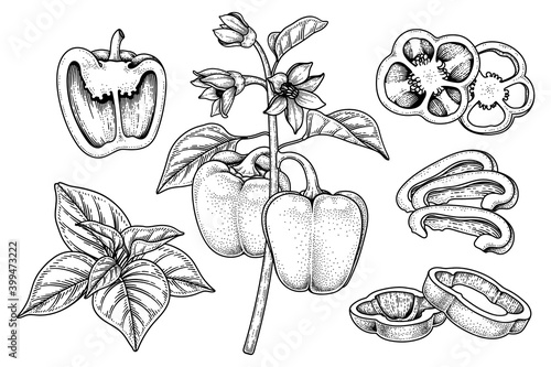 Set of bell pepper hand drawn elements botanical illustration