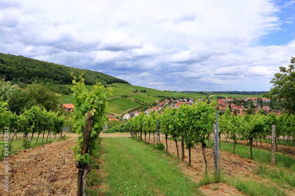 Vineyards along the german wine street in summer