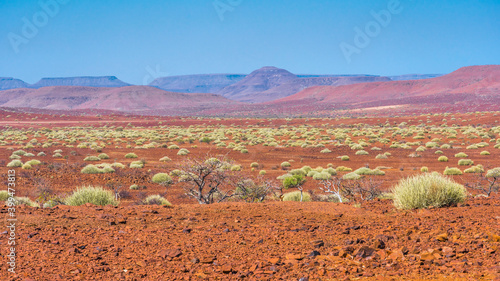 Scenic view of the Palmwag Concession Area with milkbushes in Namibia in Africa.