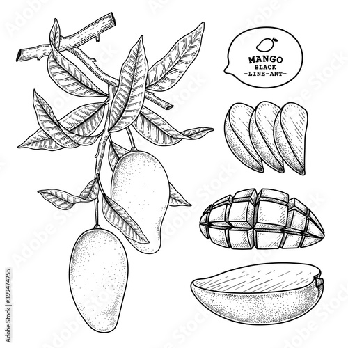 Set of mango fruit hand drawn elements botanical illustration