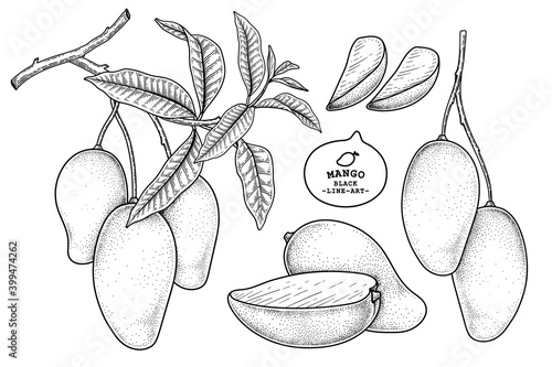 Set of mango fruit hand drawn elements botanical illustration