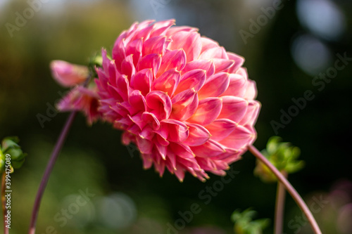 Dully white rose colored  dahlia close-up.2020. on the side photo