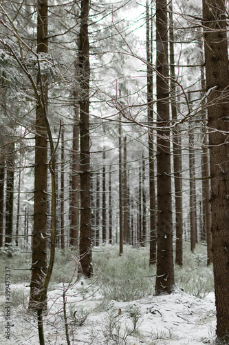 Fototapeta Naklejka Na Ścianę i Meble -  Las przykryty śniegiem z prześwitami zieleni