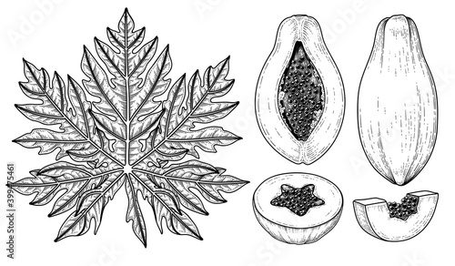 Set of papaya fruit hand drawn elements botanical illustration