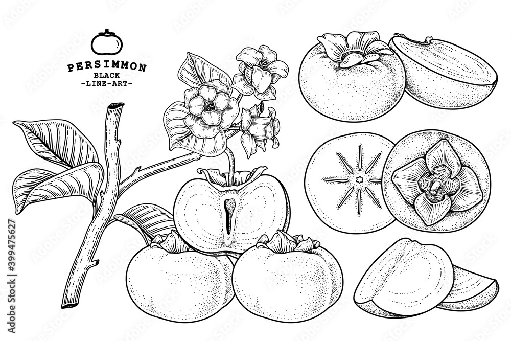 Set of fuyu persimmon fruit hand drawn elements botanical illustration